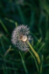 Vertical shot of a dandelion is illuminated by the sun's rays.