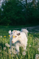 Vertical shot of a white goat grazing in a lush green grassy meadow.