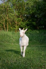 Vertical shot of a white goat grazing in a lush green grassy meadow.