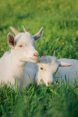 Obraz premium Vertical shot of two white goats grazing in a lush green grassy meadow.