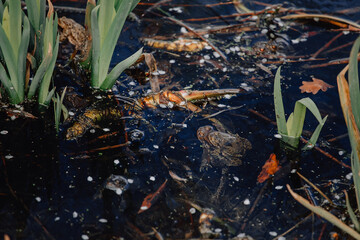 Several layers of frog roe in pond in spring, couple of common cute huge frogs swim in water, embryos tadpoles close-up, Frogspawn, Mating frogs, Petrin Park in Prague, sunny day