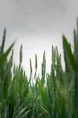 Close-up of a field of lush green wheat during overcast weather