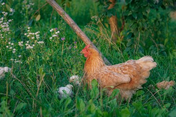 Hen with her white chicks walking around in a lush meadow