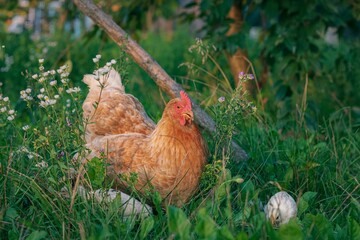 Hen and her white chicks walking around in a lush meadow