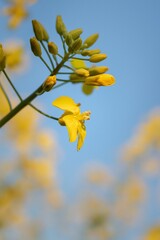 Close-up of a cluster of vibrant yellow rapeseed flowers against a soft blurred background