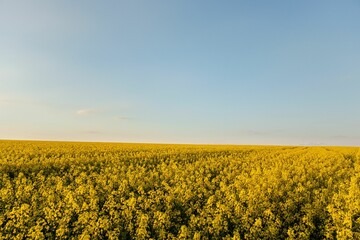 Scenic view of a field of bright yellow blooming flowers
