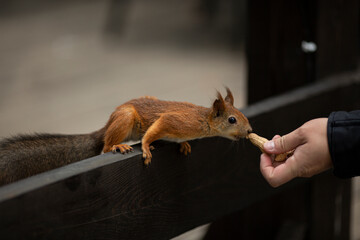 Man holds an unshelled peanut in his hand. Red squirrel sniffs nut in male hand. Concept of caring for forest animal, pet, domestic animal, feeding, nutrition, help, food, volunteering, charity. Park