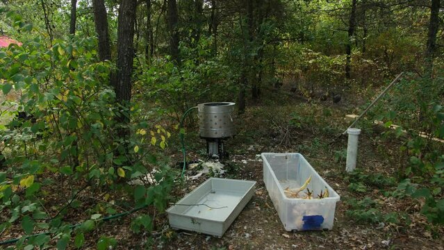 Small rotary plucking machine and scald chickens in bucket prepared for processing while live animals walks in background woods through tunnel connected with outdoor enclosure and chickens coop.