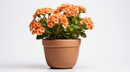 Plant, flower in a pot on white background