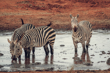 Obraz premium zebra in the wild