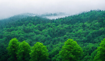 Beautiful landscape view of misty forest in the morning