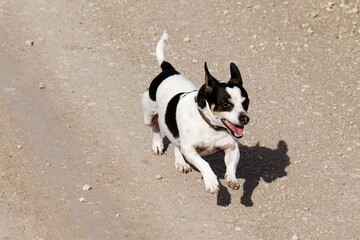 Black and white Rat Terrier running along a dusty, unpaved road