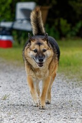 Large German shepherd dog happily striding along a camping site, with a chair in the background