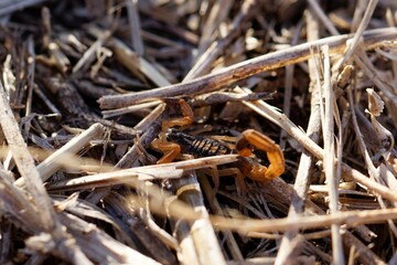 Macro shot of an Argentinean scorpion camouflaged among dry twigs