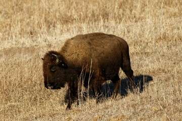 Brown plains bison standing in the arid landscape of a dry plain field, taking a leisurely stroll