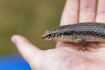 Close-up of a Great Plains skink standing on a persons hand