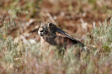 Brown and white Cape hare standing alertly in a grassy field
