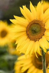 Fototapeta premium Vertical closeup shot of a blooming sunflower on a field