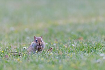 Beautiful portrait of Chipmunk standing in a lush green with a blurry background