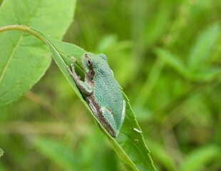 Gray Treefrog (Dryophytes versicolor) North American Tree Frog