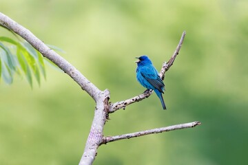 Closeup of a vibrant Indigo Bunting perched on a branch in a lush green with a blurry background