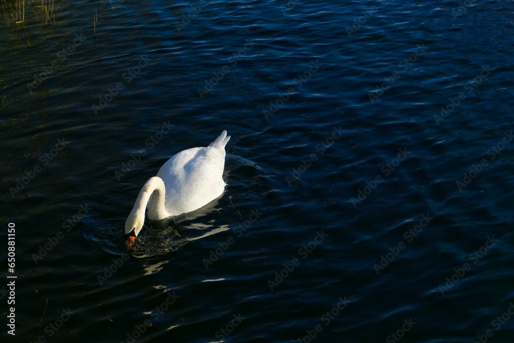 Poster Beautiful white swan leisurely swimming in a tranquil pond