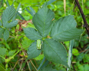 Gray Treefrog (Dryophytes versicolor) North American Tree Frog