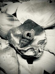Close-up shot of several different seashells arranged in a neat stack in grayscale