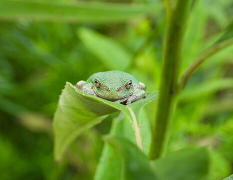 Gray Treefrog (Dryophytes versicolor) North American Tree Frog