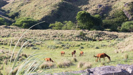 Caballos salvajes en las sierras.