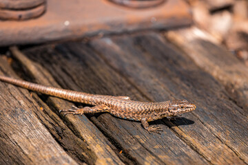 Beautiful shot of a common wall lizard
