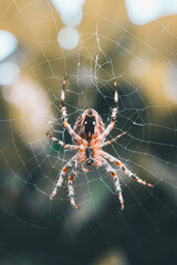Closeup shot of a European garden spider weaving a web