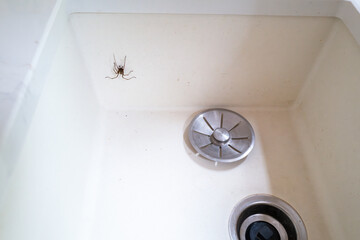 A sink with a metal plug guard and a house spider crawling up the side. There is slight motion blur on the moving spider. - 650882596