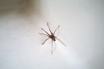 A large house spider in a wash basin sink in a home. - 650882597