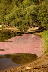 Sulfur bacteria in the Pilsen pond (The Czech Republic)