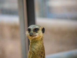 Close-up of an adorable meerkat standing in its enclosure