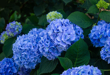 Blue Hydrangea changeable large-leaved Garden French wild-growing bush. Variety of paniculate and tree-like hydrangea. Selective focus on beautiful bush of blooming blue Hydrangea or Hortensia.
