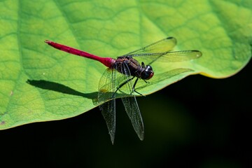 Closeup of a dragonfly on a leaf with a blurry background