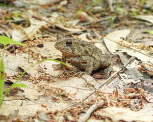  American Toad (Anaxyrus americanus) Frog Amphibian 