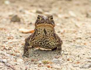  American Toad (Anaxyrus americanus) Frog Amphibian 