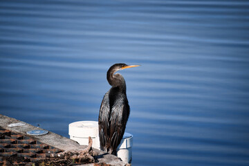 Great Cormorant bird sitting on the roof