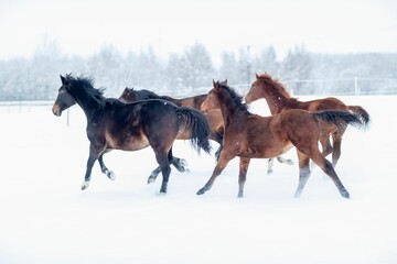 a number of horses running in the snow near trees behind