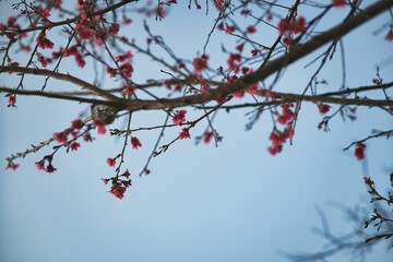 Blooming tree with pink flowers in the park