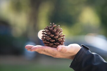 Person's hand holding a pine cone - Powered by Adobe