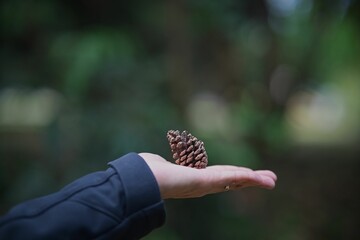 Person's hand holding a pine cone