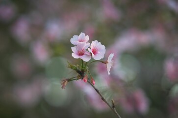 Obraz premium Blooming tree branch with pink flowers in the park