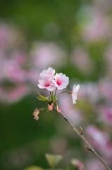 Blooming tree branch with pink flowers in the park