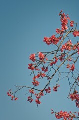 Blooming tree with pink flowers in the park