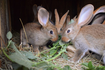 Rabbits sitting in a cage on hay and eating green plants