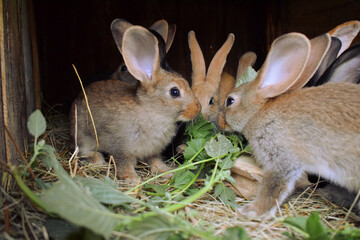 Rabbits sitting in a cage on hay and eating green plants